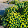 Rhodiola rosea extract - Hemorrodin Composition